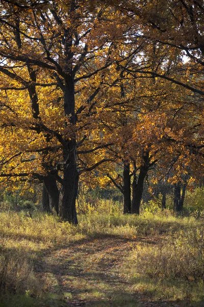 Słoneczny Jesienny Dzień Oak Grove — Zdjęcie stockowe