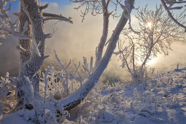 Beautiful  winter morning — Stock Photo, Image