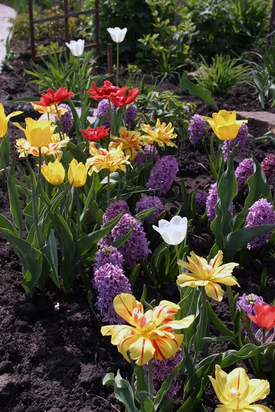 Makro Kwiaty Ogrodzie — Zdjęcie stockowe