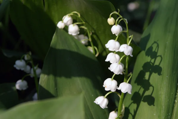 Lilies of the valley — Stock Photo, Image