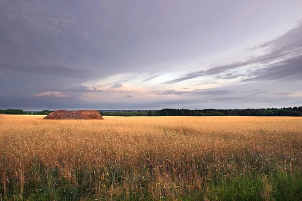 俄罗斯前收获小麦场 — 图库照片