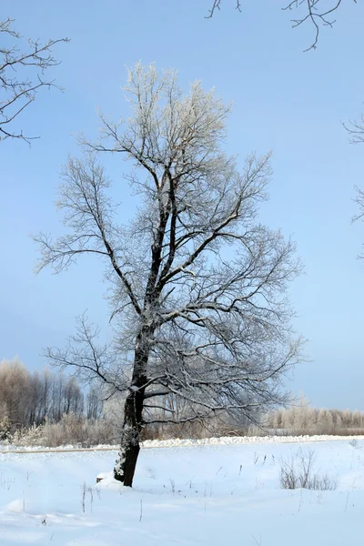 Морозный Зимний День Окраине Деревни — стоковое фото