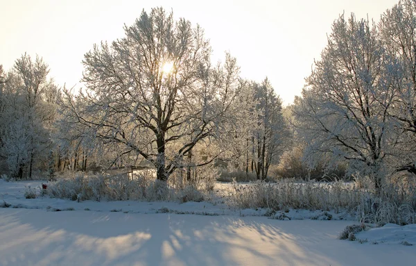 Alba Gelida Mattina Inverno Nei Prati — Foto Stock