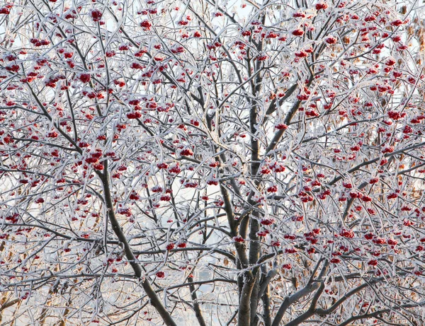 Nascer Sol Manhã Inverno Gelada Nos Prados — Fotografia de Stock