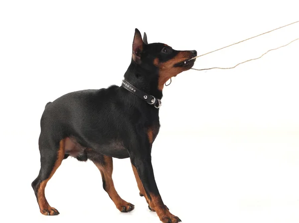 Zwergpinscher Hund — Stockfoto