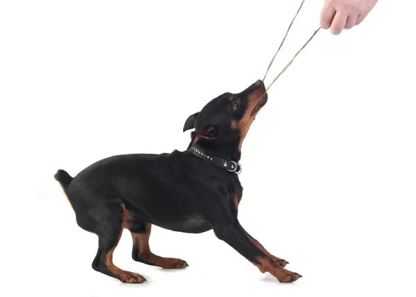 Zwergpinscher Hund — Stockfoto