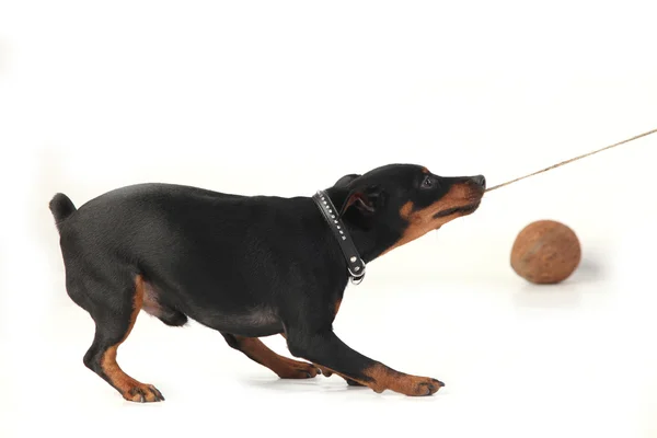 Zwergpinscher Hund — Stockfoto