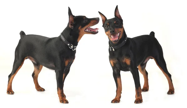 Chien nain pinscher — Photo