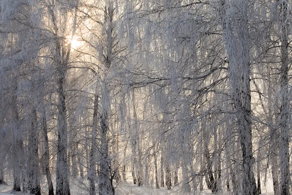 Passeggiata Mattutina Nei Boschi Invernali — Foto Stock