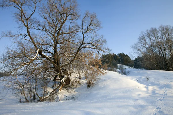 Frostiga Soliga Dagen Ravin Nära Huset — Stockfoto