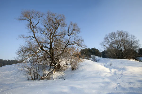 Frostiga Soliga Dagen Ravin Nära Huset — Stockfoto