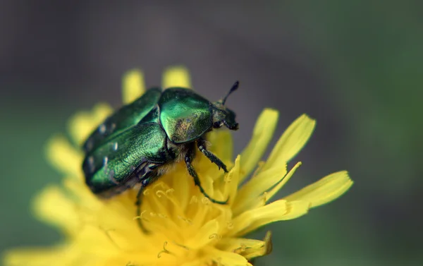 Grote Heldere Groene Meikever Zit Een Gele Paardebloem — Stockfoto