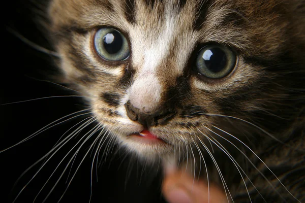 Lindo e inteligente gatito — Foto de Stock