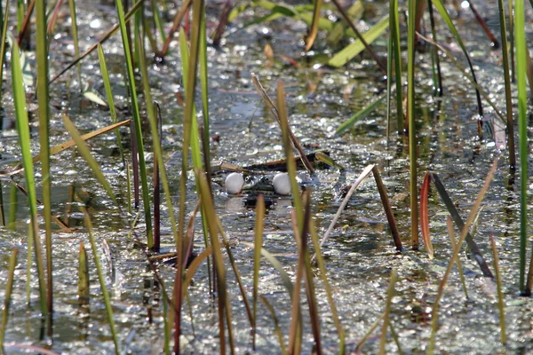 Singender Frosch Teich — Stockfoto