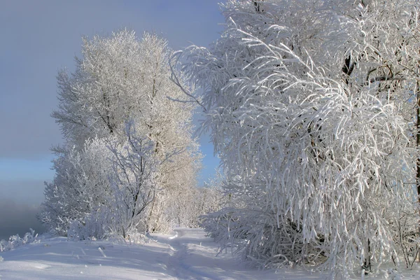 Морозная зимняя сказка — стоковое фото