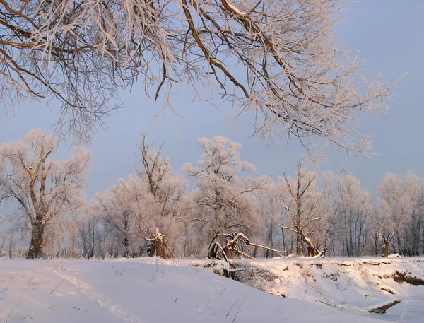 Frosty winterdag — Stockfoto