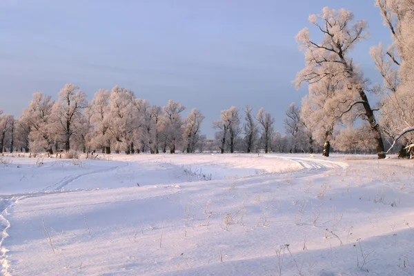 Jour d'hiver givré — Photo