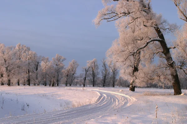 Frostiger Wintertag — Stockfoto