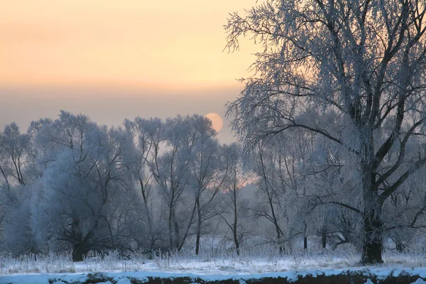 Sunrise Frosty Winter Morning Meadows — Stock Photo, Image