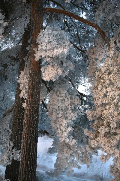 Caminhar Floresta Inverno Depois Uma Queda Neve — Fotografia de Stock
