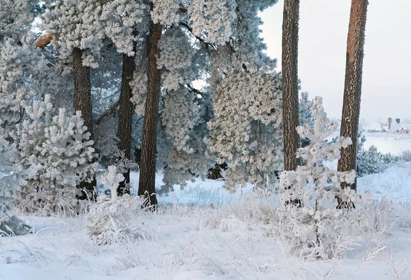 雪が降った後冬の森の中を歩く — ストック写真