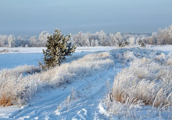 Прогулка Зимнем Лесу После Снегопада — стоковое фото