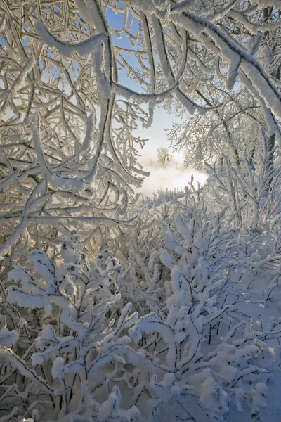 겨울날 — 스톡 사진