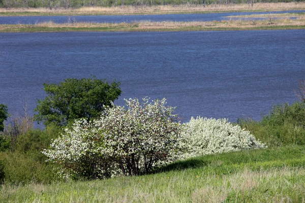 Blooming apple trees — Stock Photo, Image