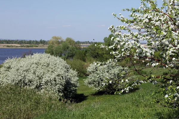 Primavera Árvores Maçã Com Flores Margem Rio — Fotografia de Stock