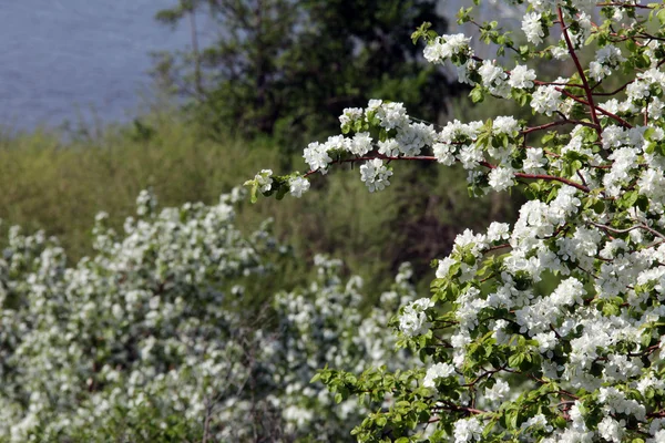 Våren Blommande Äppelträd Älvstranden — Stockfoto