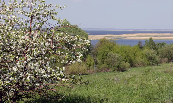 Spring Flowering Apple Trees River Bank — Stock Photo, Image
