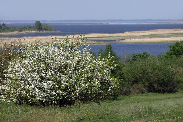 Frühling Blühende Apfelbäume Flussufer — Stockfoto