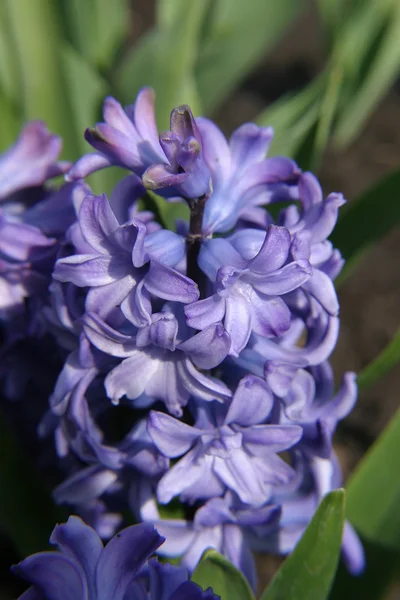 Macro Flores Jardim — Fotografia de Stock