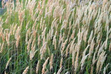 güzel ve sıradışı görünümü sivri