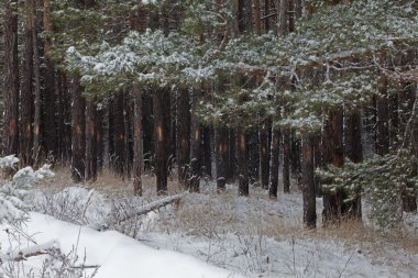 Kış ormanda kar yağışı sonra yürümek