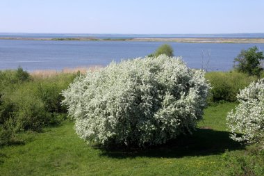 Çiçekli Elma Ağaçları