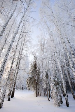 Rim 'le sıvanmış bir ağaçta dondurucu bir kış sabahı