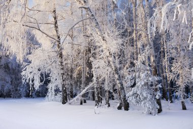 Rim 'le sıvanmış bir ağaçta dondurucu bir kış sabahı