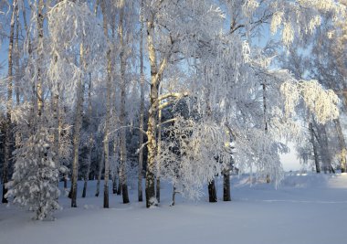 Rim 'le sıvanmış bir ağaçta dondurucu bir kış sabahı