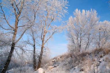 Muhteşem kış manzarası, ağaçların üzerindeki yumuşacık don ve nehir kıyısındaki çimenler, hafif bir sis içinde.