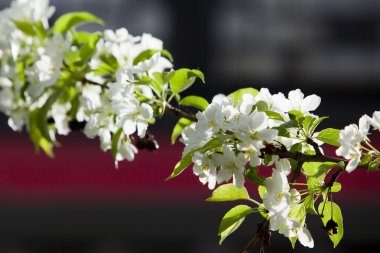 Çiçek açan elma ağacı