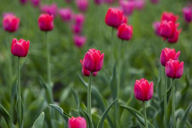 Baharda güzel laleler