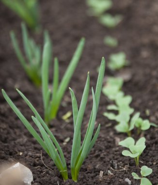 Bahar bahçesindeki bir yatakta taze taze soğan makrosu.