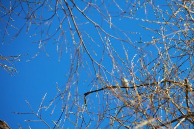 Baharın başında yaprakları olmayan bir ağacın dalları parlak mavi bir gökyüzüne ve dalları sallanan bir kuyruğa karşı.