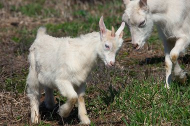 Beyaz Keçi çocuklar ile