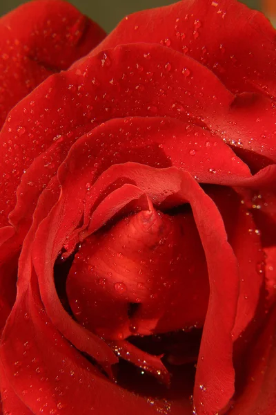 玫瑰花卉与露滴眼液 — 图库照片