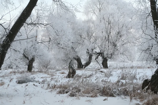 Рассвет Морозное Зимнее Утро Лугах — стоковое фото