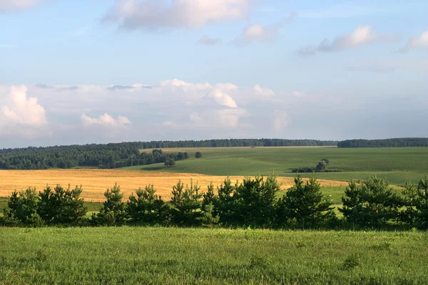 Поле на літній день — стокове фото