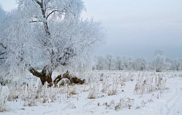 Frostiga vinterdag — Stockfoto