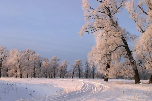 Frostiger Wintertag — Stockfoto